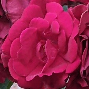 Meet your Posher, Lori